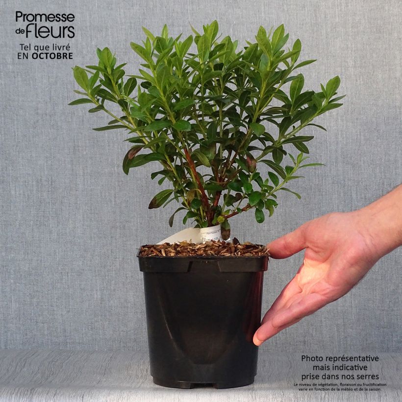 Azalea japonica Ho Oden 2L/3L pot sample as delivered in autumn