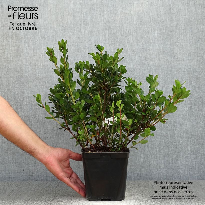 Japanese azalea Johanna 2L/3L pot sample as delivered in autumn