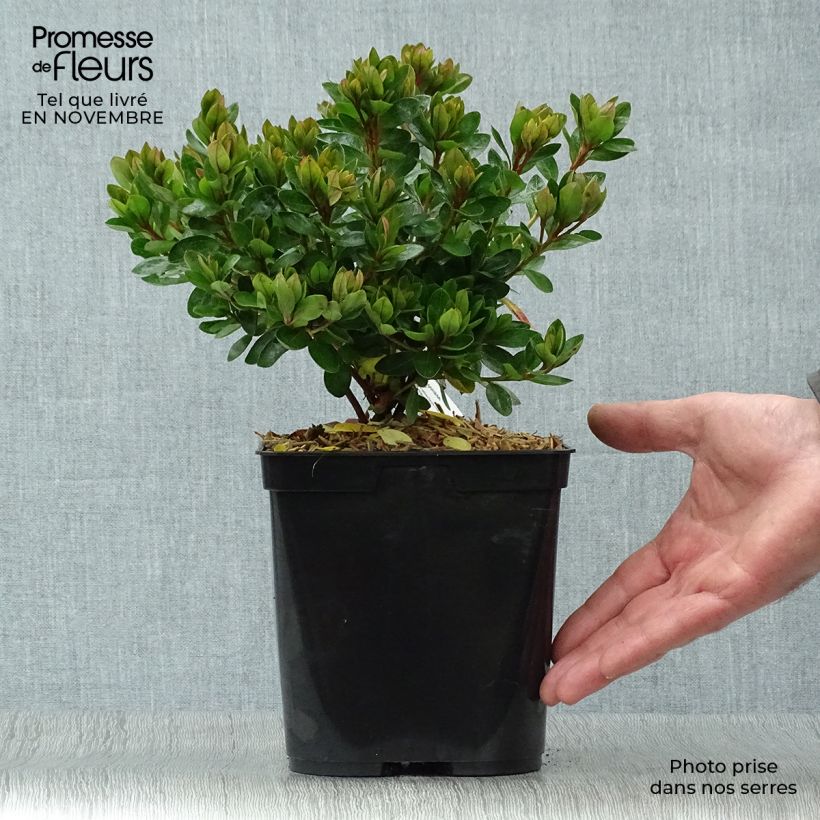 Azalea japonica Kirin 2L/3L pot sample as delivered in autumn
