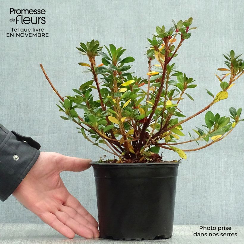 Azalea japonica Mothers Day 2L/3L pot sample as delivered in autumn