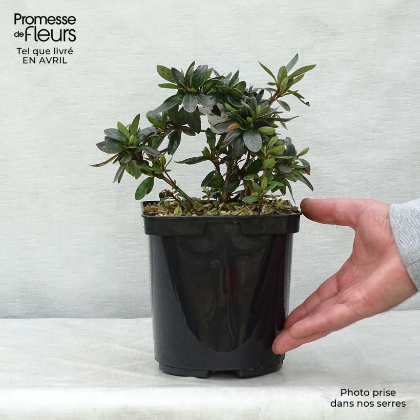 Rhododendron nakaharae Orange - Japanese Azalea 2L/3L pot sample as delivered in spring