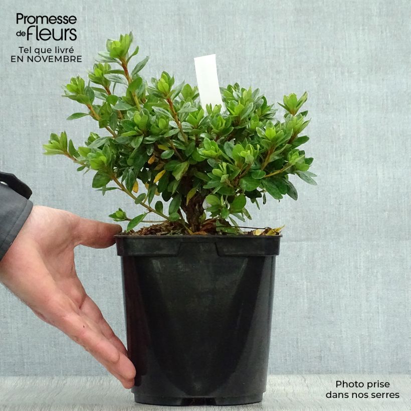 Rhododendron kaempferi Peggy Ann - Japanese Azalea 2L/3L pot sample as delivered in autumn