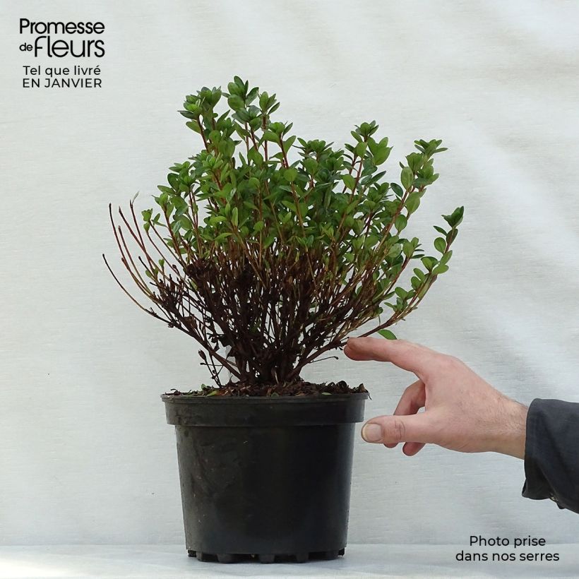 Azalea japonica Rex - Hybrid Rhododenron 2L/3L pot sample as delivered in winter