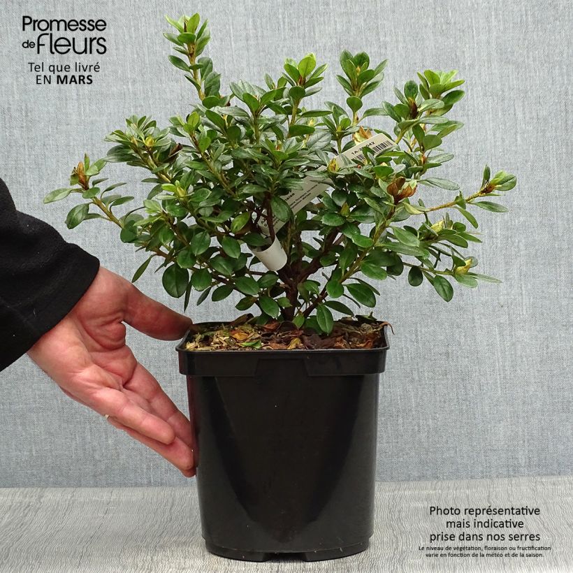 Rhododendron simsii Sachsenstern - Knaphill Azalea 3L/4L pot sample as delivered in spring