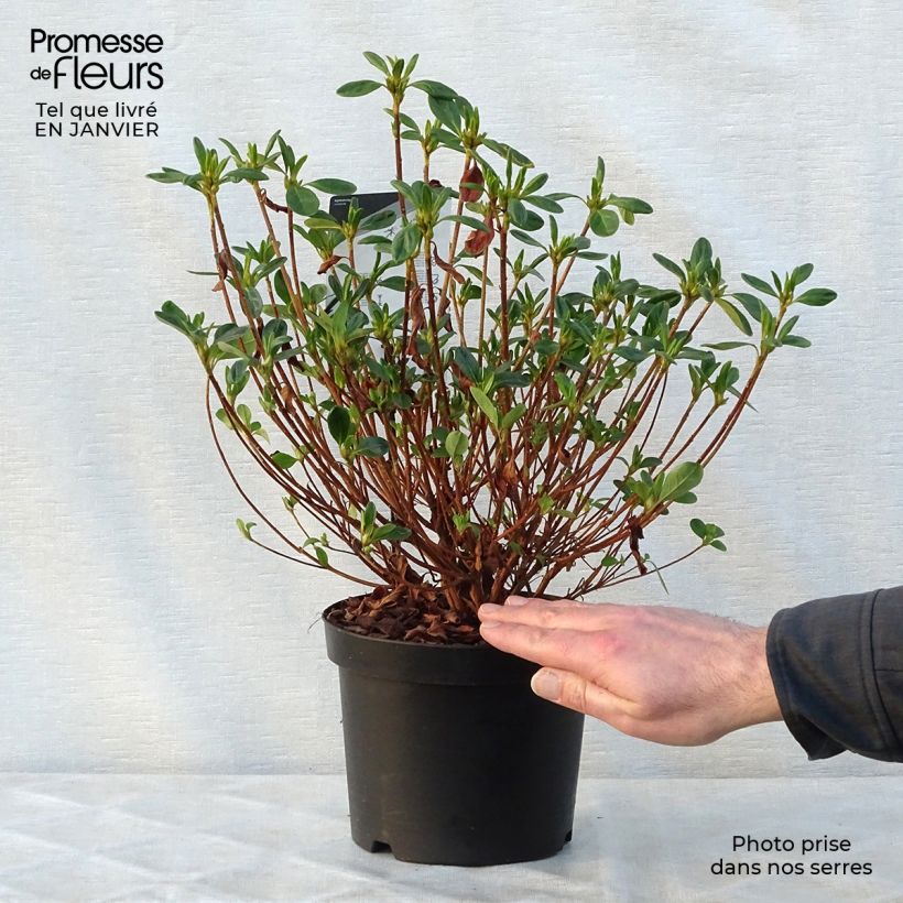 Azalea japonica Schneewittchen 2L/3L pot sample as delivered in winter