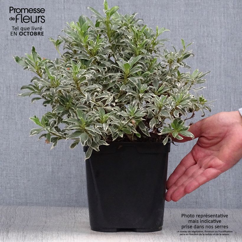Japanese Azalea Silver Queen 2L/3L pot sample as delivered in autumn