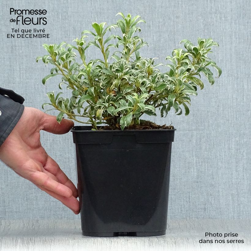 Japanese Azalea Silver Queen 2L/3L pot sample as delivered in winter