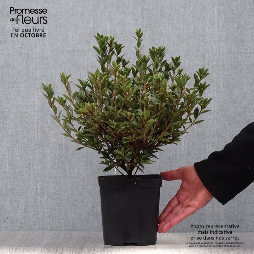 Japanese Azalea Sylvester 2L/3L pot sample as delivered in autumn