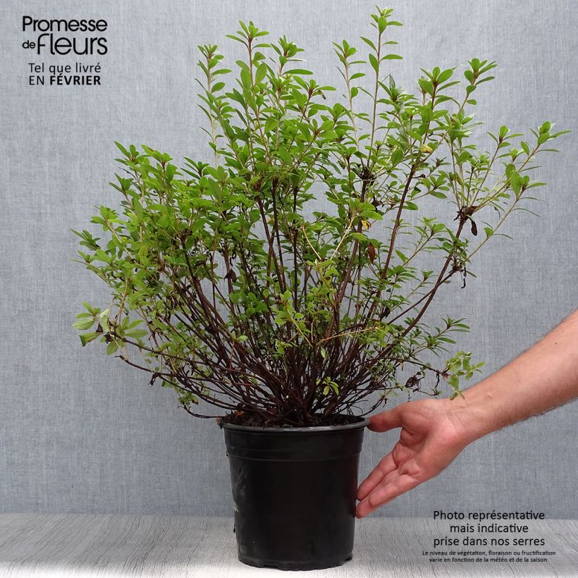 Japanese Azalea Sylvester 4L/5L pot sample as delivered in autumn