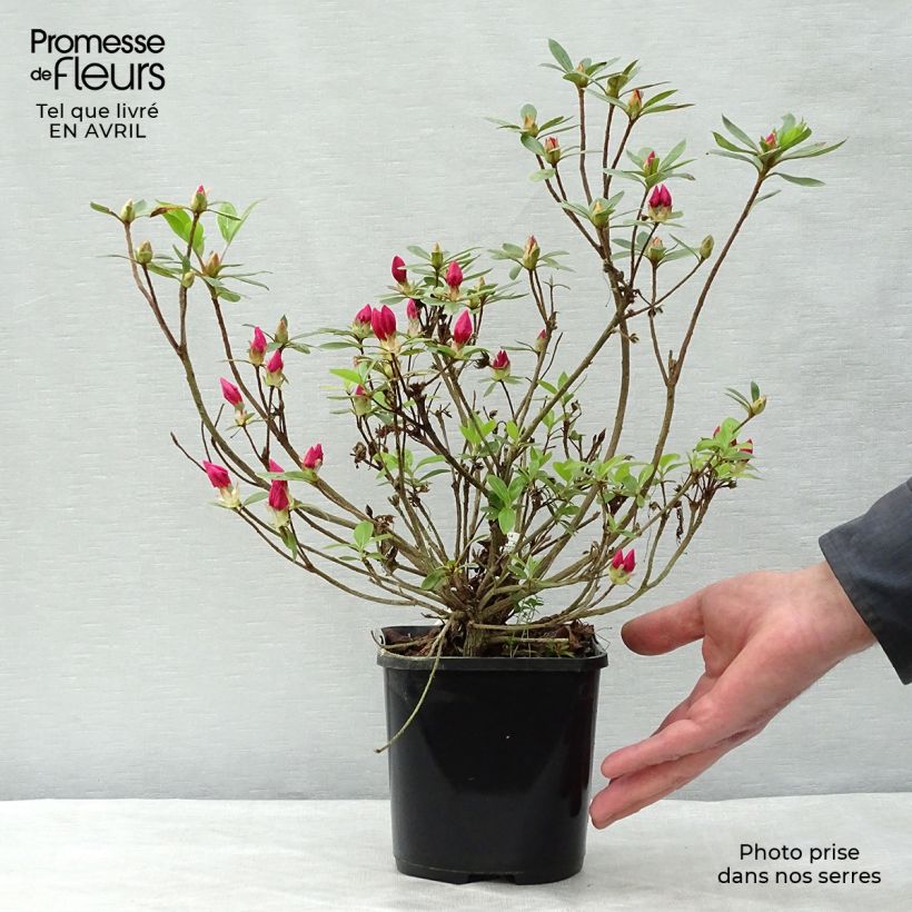 Azalea japonica Vuyks Rosyred 2L/3L pot sample as delivered in spring