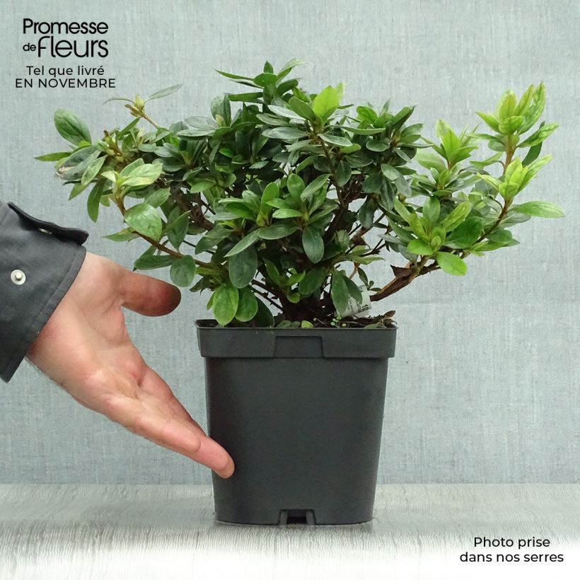Azalea japonica Vuyks Rosyred 2L/3L pot sample as delivered in autumn