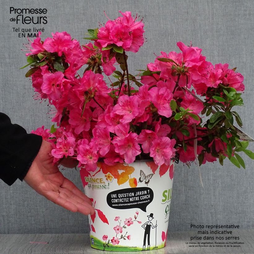 Azalea japonica Vuyks Rosyred 4L/5L pot sample as delivered in spring