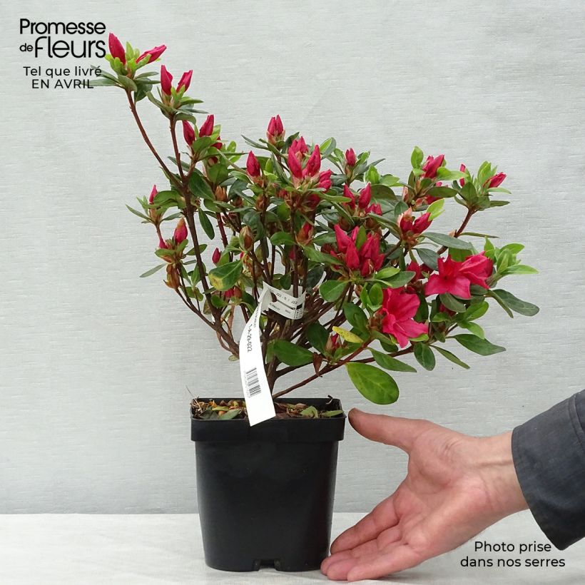Azalea japonica Vuyks Scarlet 2L/3L pot sample as delivered in spring