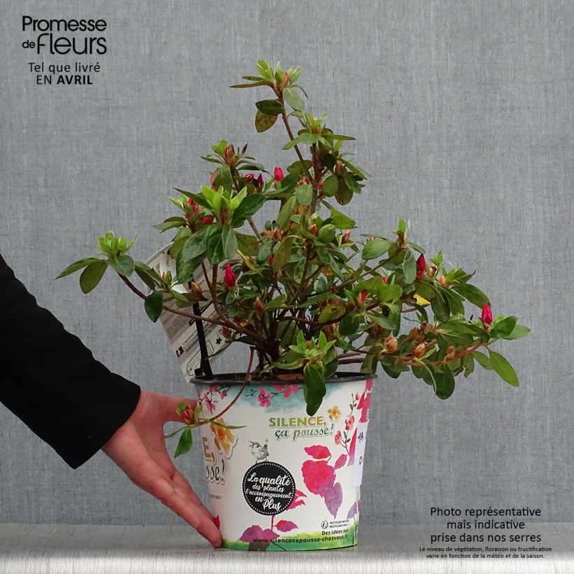 Azalea japonica Vuyks Scarlet 4L/5L pot sample as delivered in spring