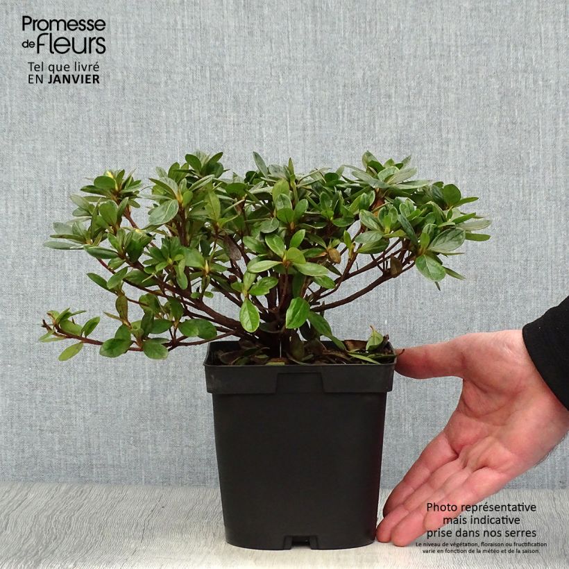 Azalea japonica Vuyks Rosyred 2L/3L pot sample as delivered in winter