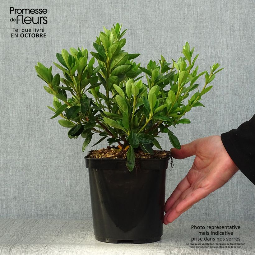 Japanese azalea White Prince 2L/3L pot sample as delivered in autumn