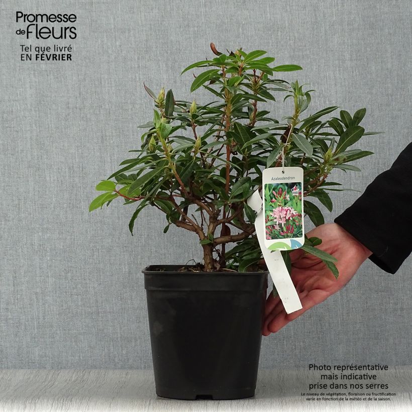 Rhododendron x gowenianum - Gowen's Azalea 4L/5L pot sample as delivered in winter