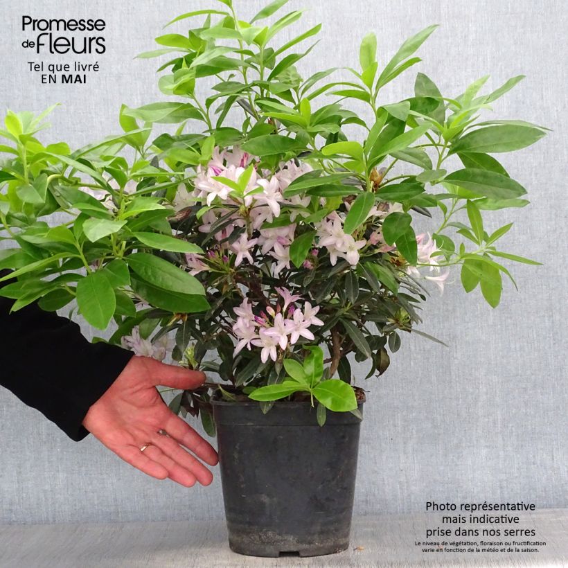 Rhododendron x gowenianum - Gowen's Azalea 4L/5L pot sample as delivered in spring