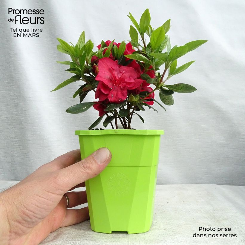 Azalea japonica ENCORE Autumn Fire Roblez 1L/1.5L pot sample as delivered in spring