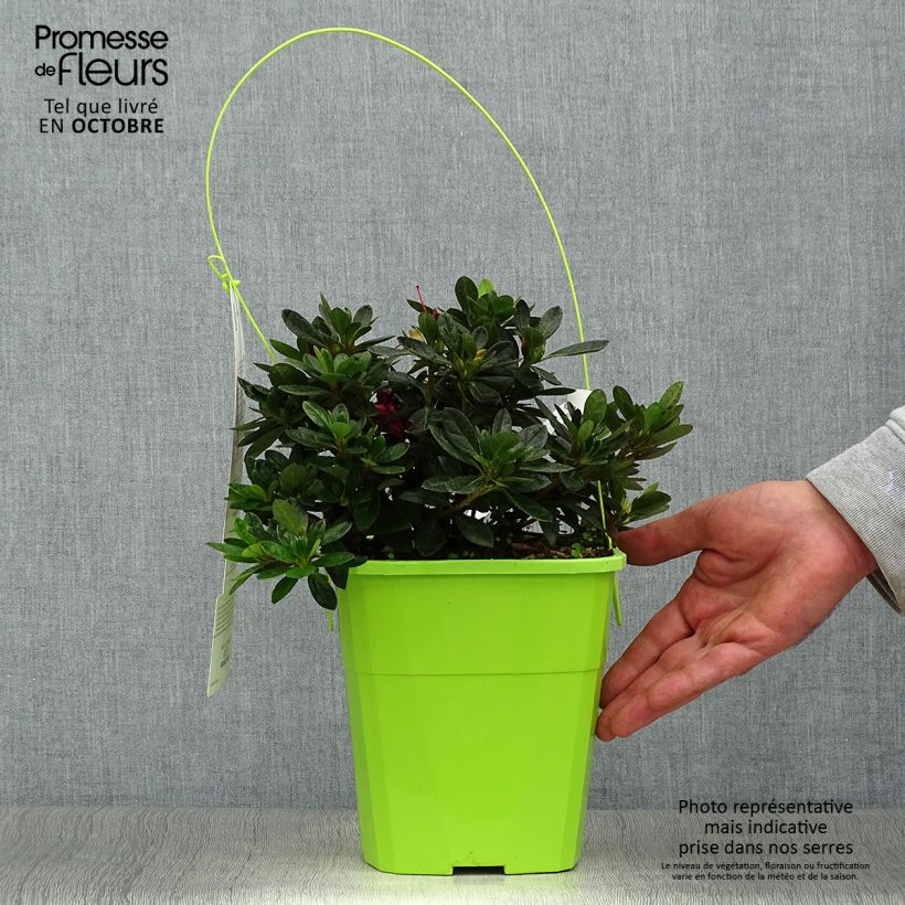 Azalea japonica ENCORE Autumn Fire Roblez 3L/4L pot sample as delivered in autumn