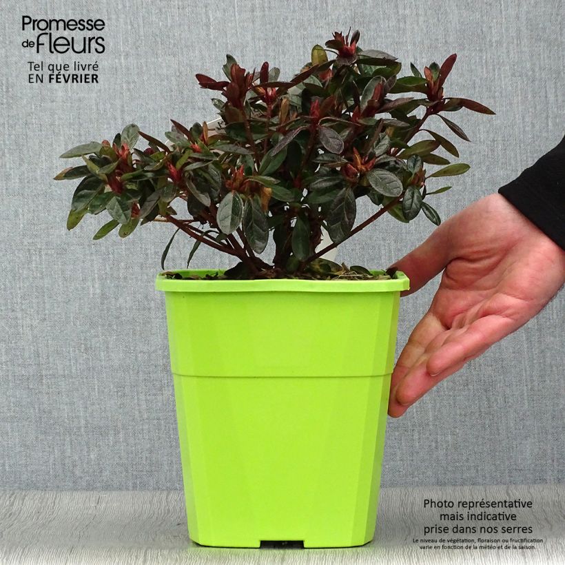 Azalea japonica ENCORE Autumn Fire Roblez 3L/4L pot sample as delivered in winter