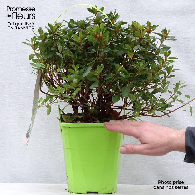 Japanese azalea ENCORE Bonfire 3L/4L pot sample as delivered in winter