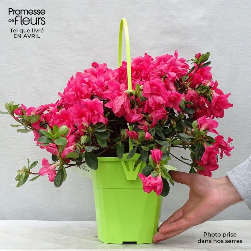 Japanese azalea ENCORE Bonfire 3L/4L pot sample as delivered in spring