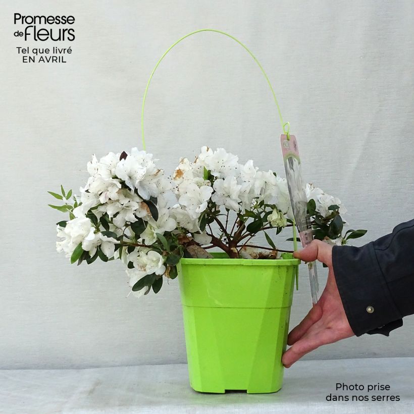 Azalea japonica ENCORE Ivory Roblev 3L/4L pot sample as delivered in spring