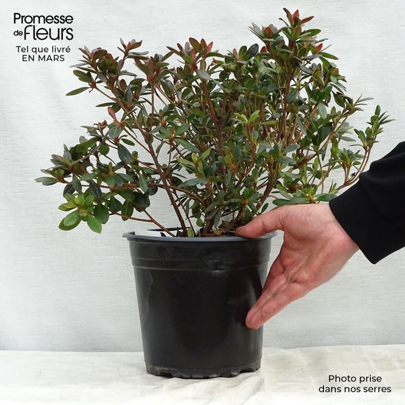 Azalea japonica Arabesk 3L/4L pot sample as delivered in spring