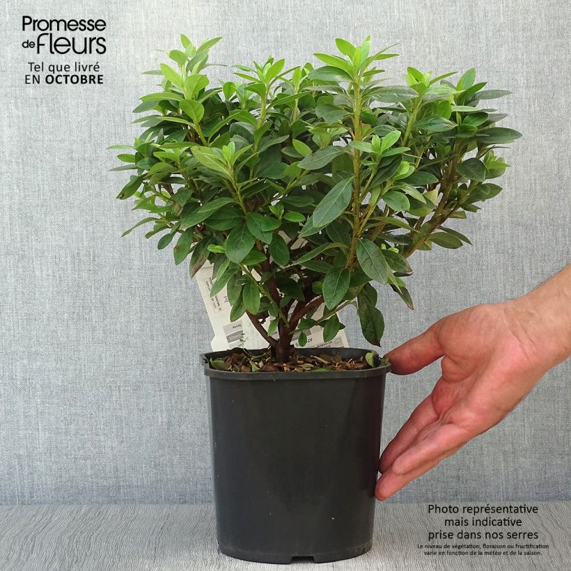 Azalea japonica Ben Morrisson 2L/3L pot sample as delivered in autumn
