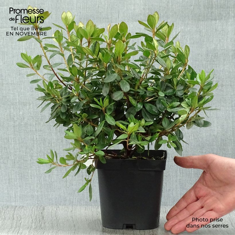 Azalea japonica GILBERT MULLIE 2L/3L pot sample as delivered in autumn