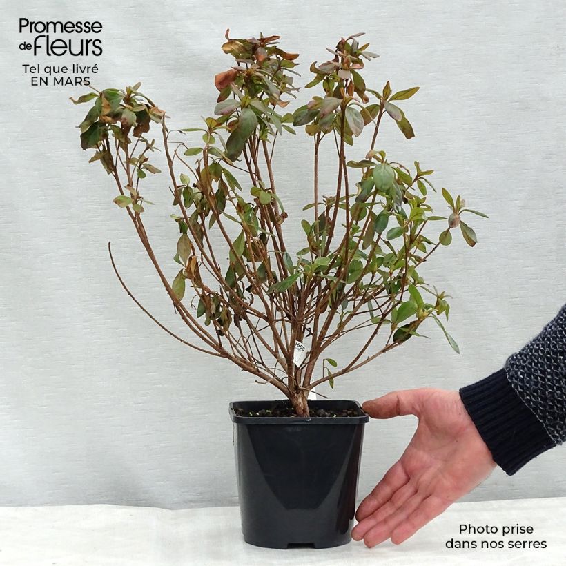 Azalea japonica GILBERT MULLIE 2L/3L pot sample as delivered in winter