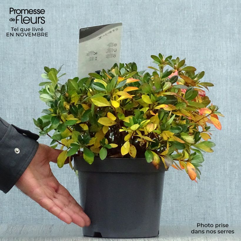 Azalea japonica Izumi no mai 3L/4L pot sample as delivered in autumn