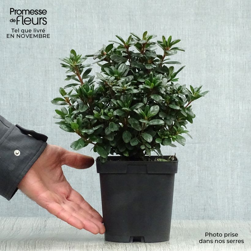 Azalea japonica Manuska 2L/3L pot sample as delivered in autumn