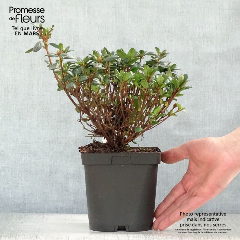 Azalea japonica Manuska 2L/3L pot sample as delivered in spring