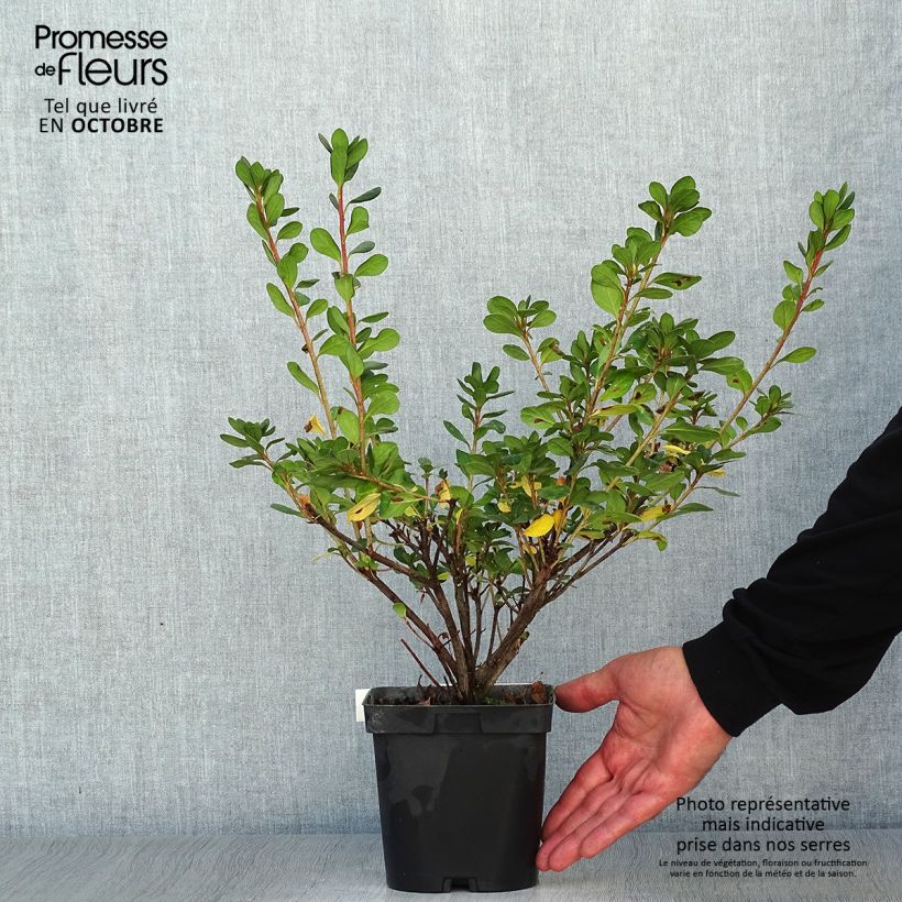 Azalea japonica Rosa King 2L/3L pot sample as delivered in autumn