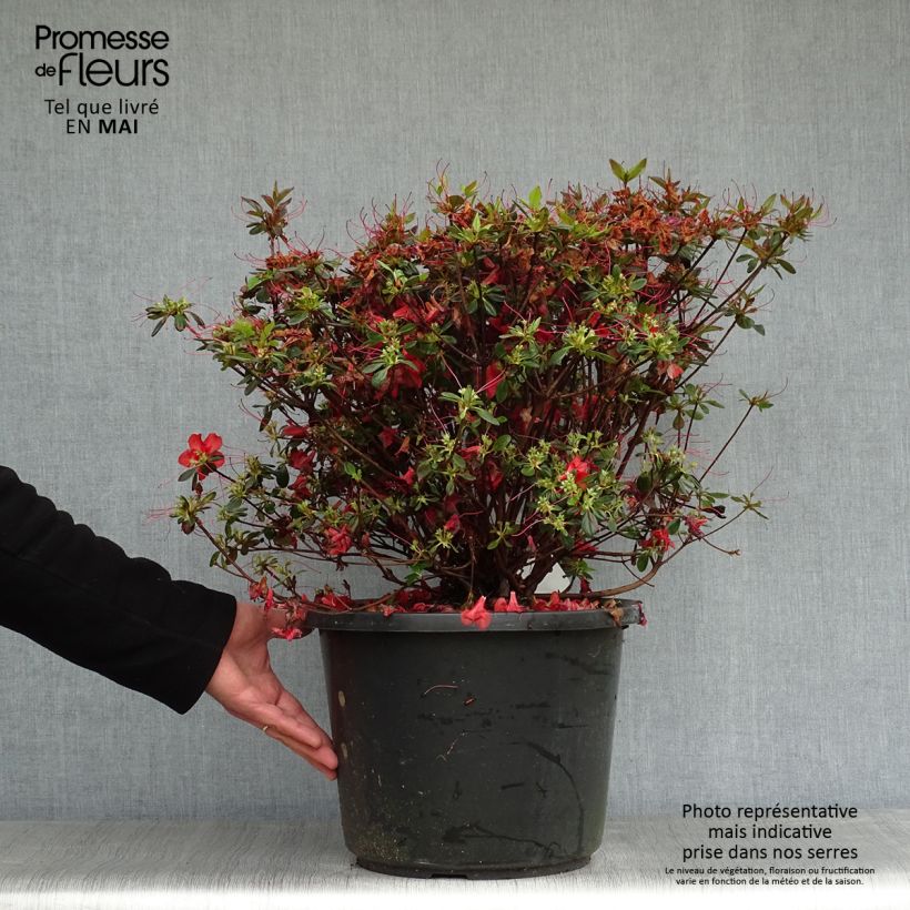 Azalea japonica Stewartstonian 7.5L/10L pot sample as delivered in spring