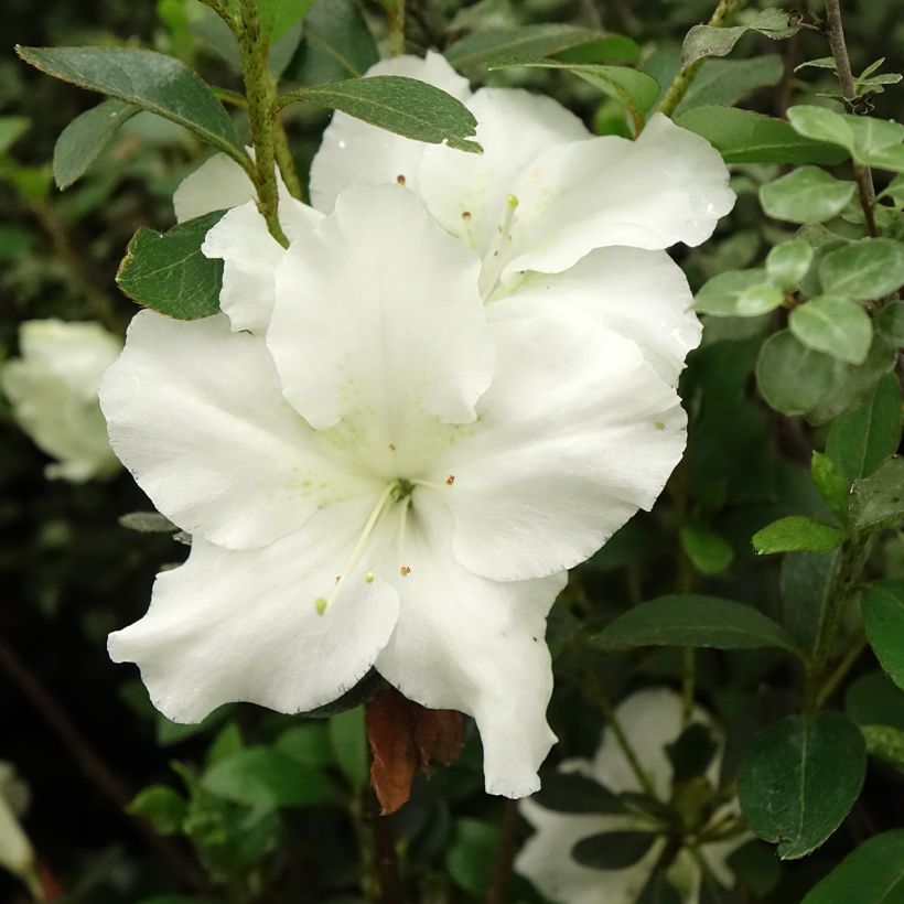 Azalea japonica Dorothy Heiden (Flowering)