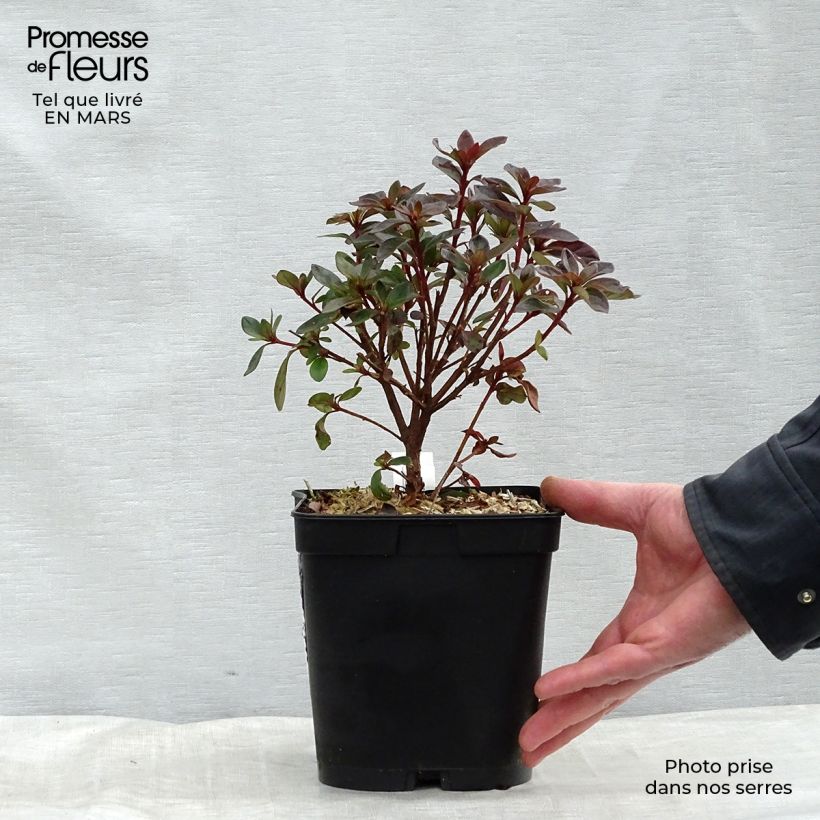 Azalea japonica Girards scarlet 2L/3L pot sample as delivered in winter