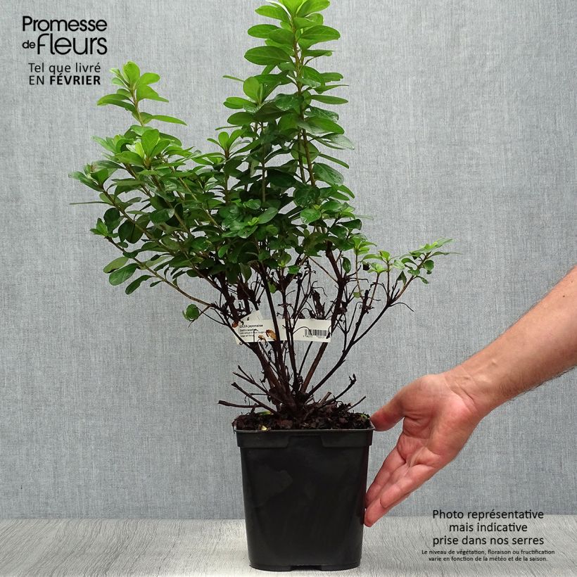 Azalea japonica Girards scarlet 2L/3L pot sample as delivered in autumn