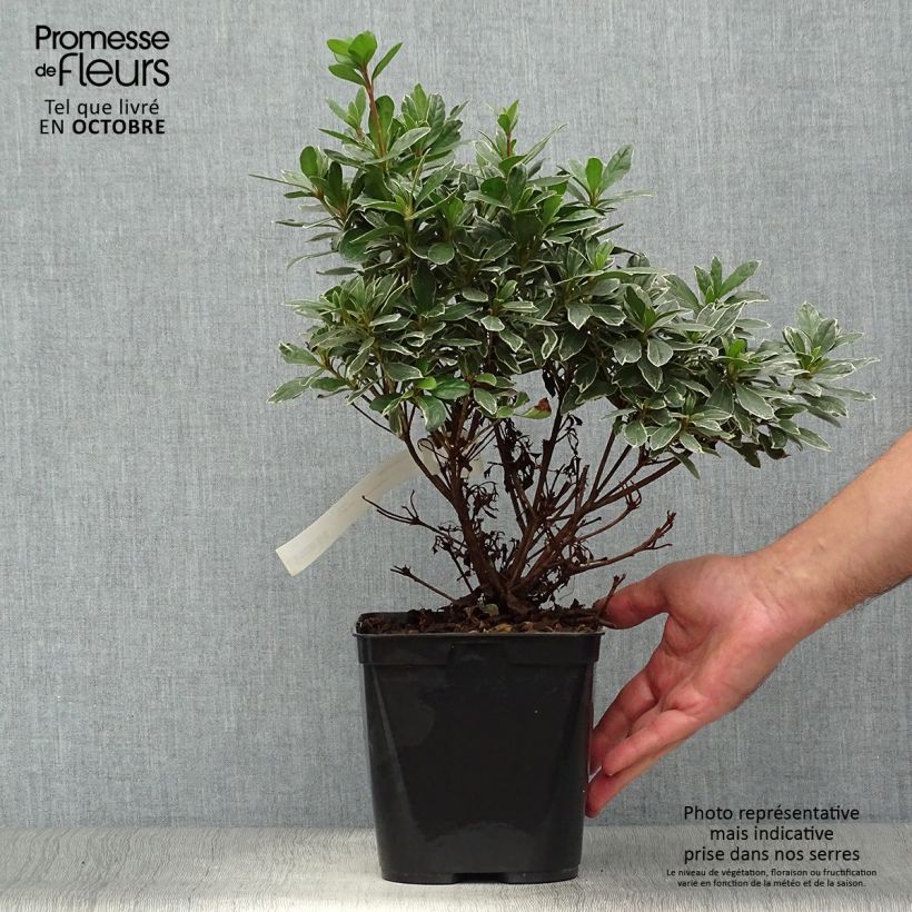 Azalea japonica Girards Hot Shot 2L/3L pot sample as delivered in autumn