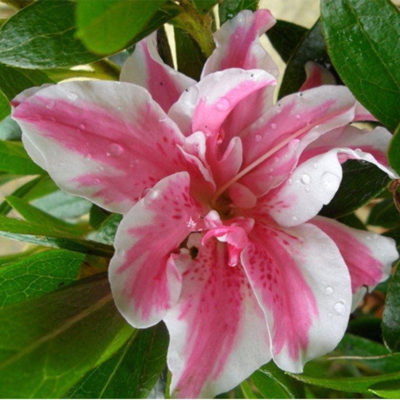 Azalea japonica Melle (Flowering)