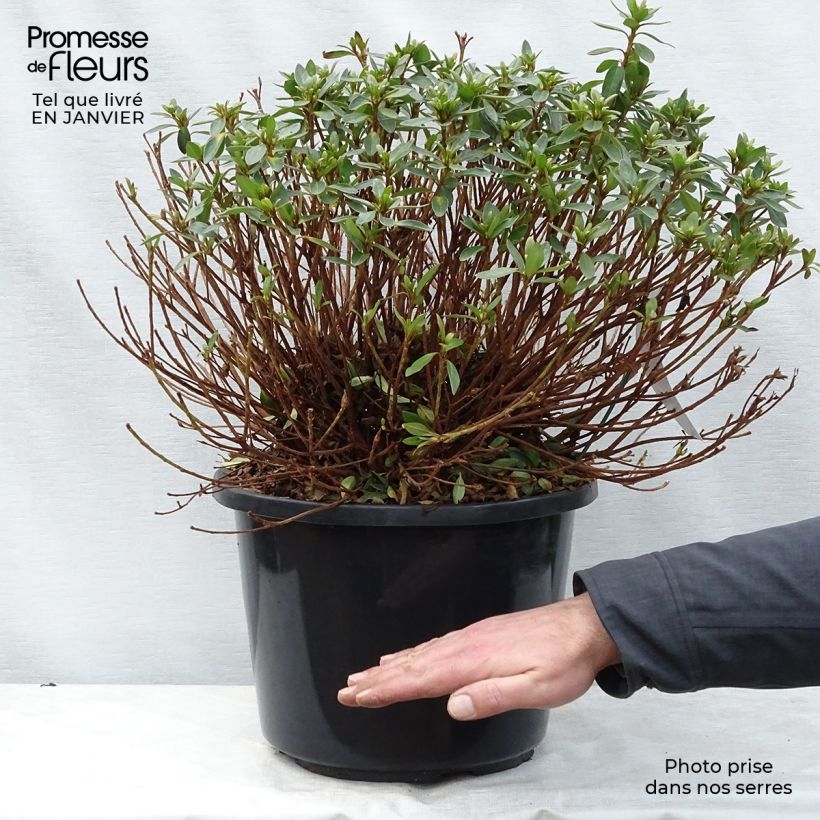 Azalea japonica Mme Van Hecke 7.5L/10L pot sample as delivered in winter