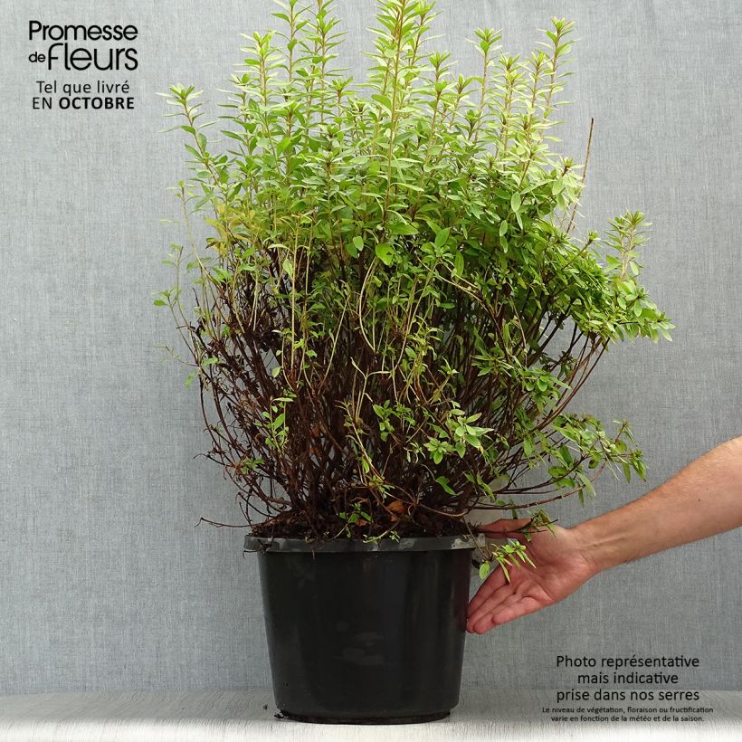 Azalea japonica Mme Van Hecke 7.5L/10L pot sample as delivered in autumn