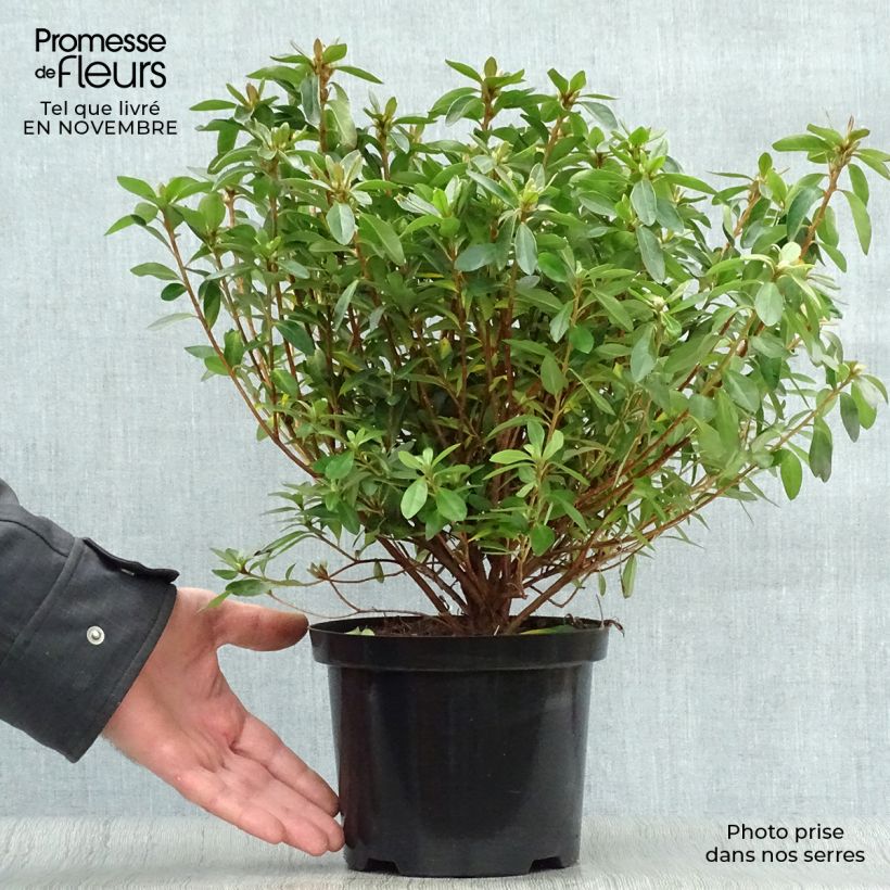 Azalea japonica Mme Van Hecke 2L/3L pot sample as delivered in autumn
