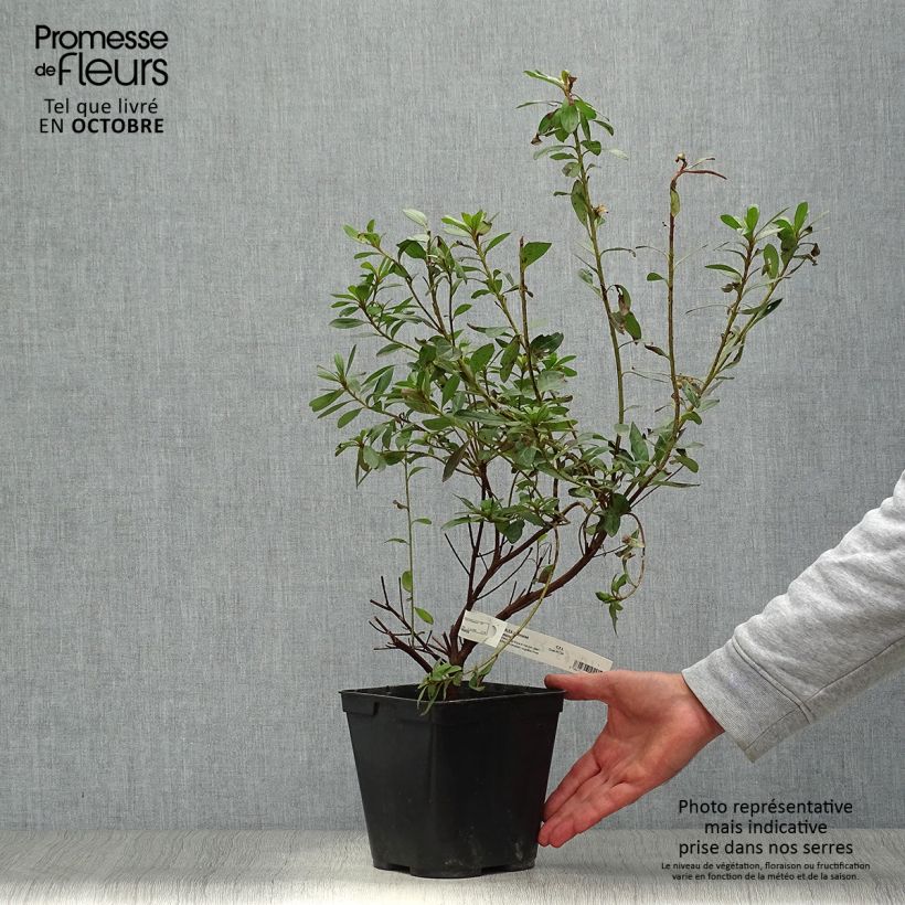 Azalea japonica Tamanini 2L/3L pot sample as delivered in autumn