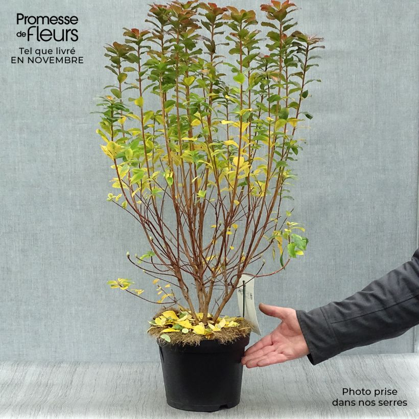 Azalea mollis Viscosa 4L/5L pot sample as delivered in autumn