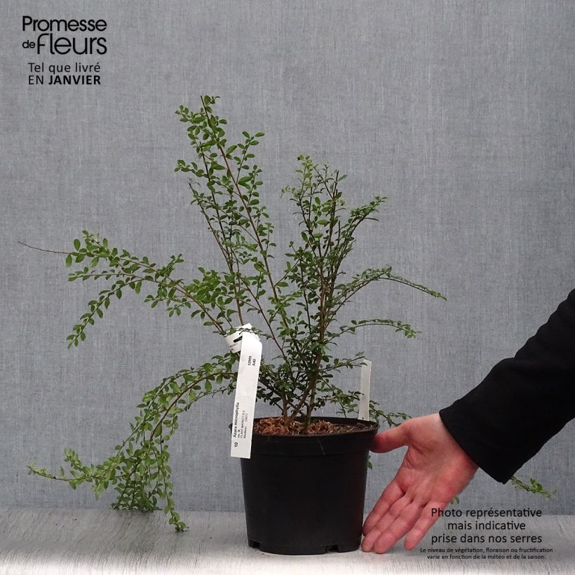 Azara microphylla 2L/3L pot sample as delivered in winter
