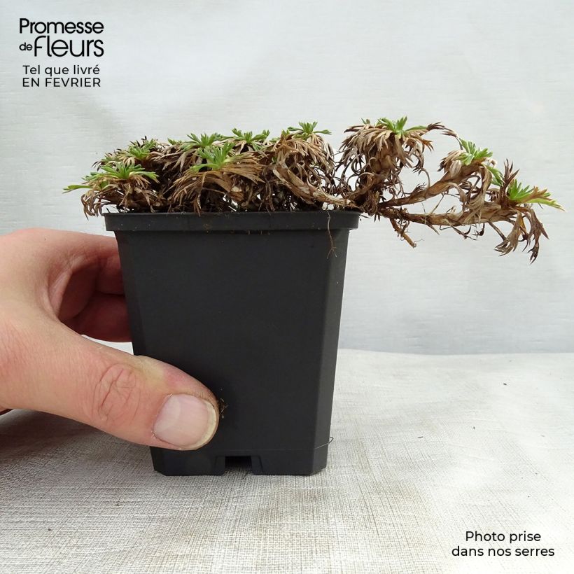 Azorella trifurcata 8/9 cm pot sample as delivered in winter