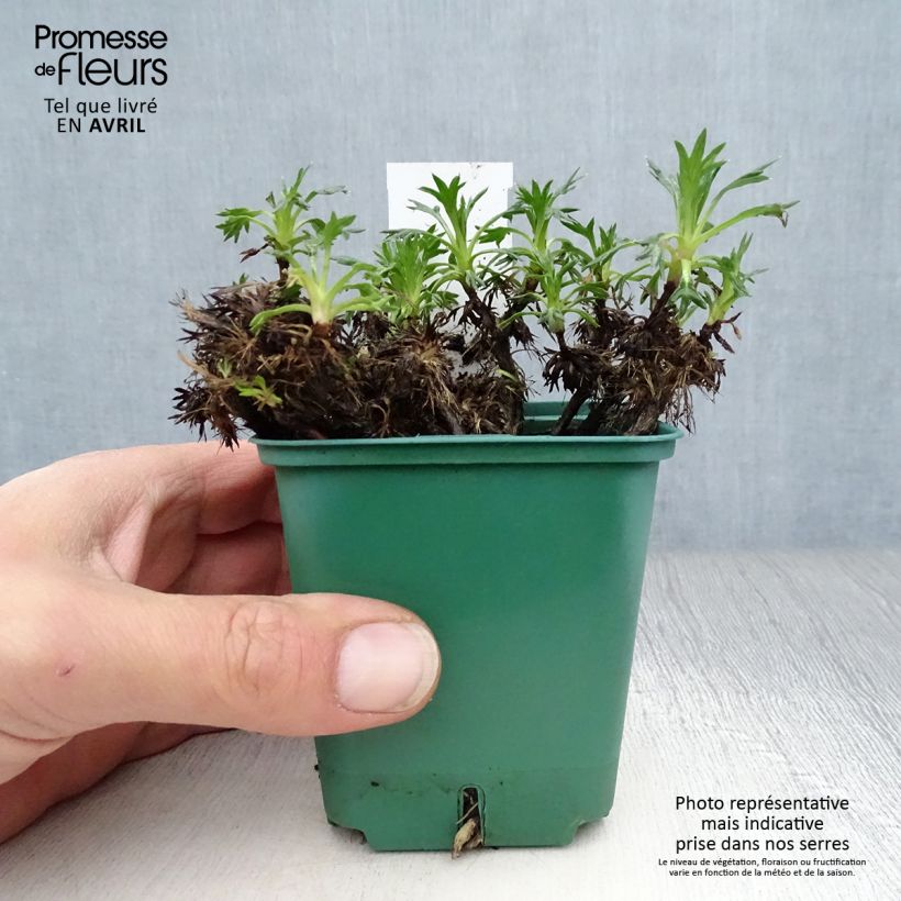 Azorella trifurcata 8/9 cm pot sample as delivered in spring